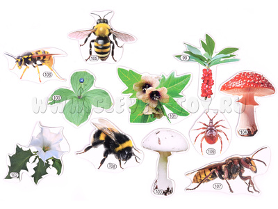 Набор магнитных карточек Лесные опасности? (к плакату Лес, тема 10)