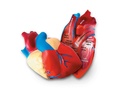 Анатомия. Модель сердца человека