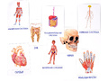 Дидактические карточки "Как устроен человек"