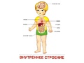 Демонстрационные картинки СУПЕР. Тело человека (16 шт.) в папке