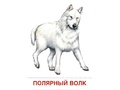 Демонстрационные картинки СУПЕР. Животные холодных широт (16 шт.) в папке.
